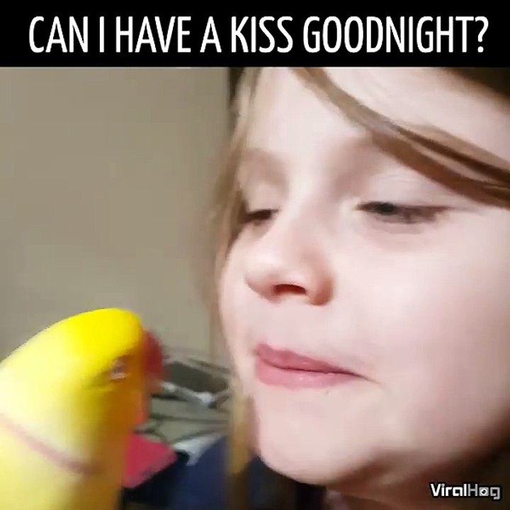 ViralHog - Sweet bird loves giving kisses before bed. (click for...
