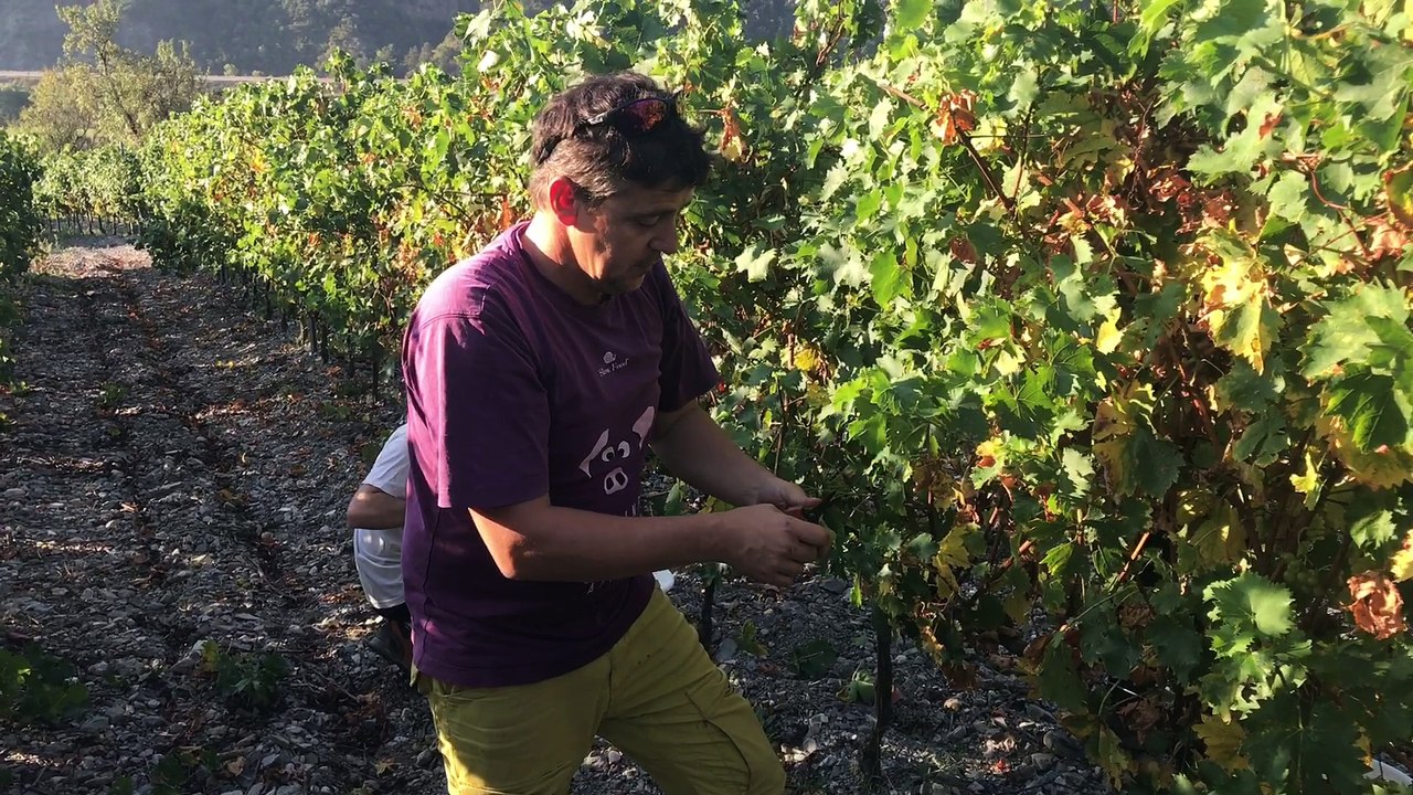 Les vendanges ont débuté au domaine du Petit Août