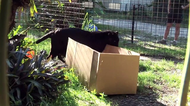 La preuve que les tigres et panthères sont juste des gros chats joueurs