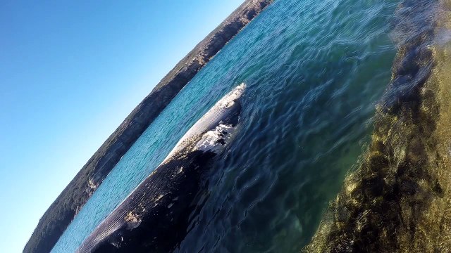 Sharks Feast on Whale Carcass