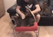 Cat Enjoys 'Bongo' Massage