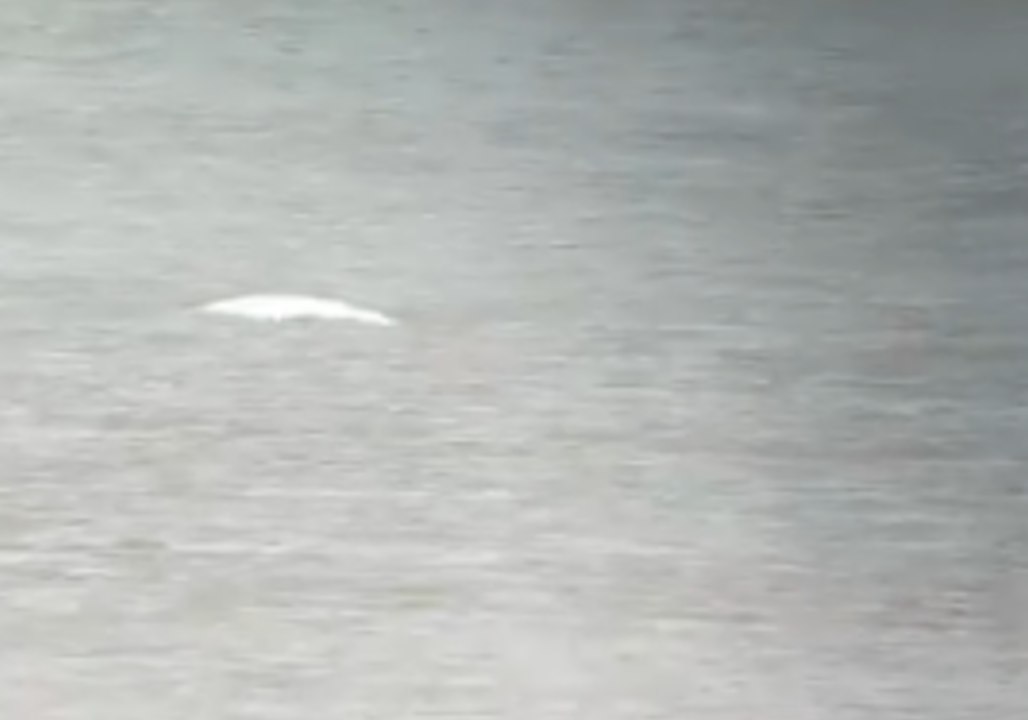 Beluga Whale Briefly Glimpsed in River Thames