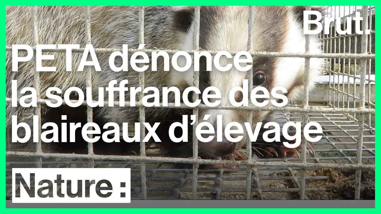 PETA dénonce les conditions d'élevage des blaireaux en Chine