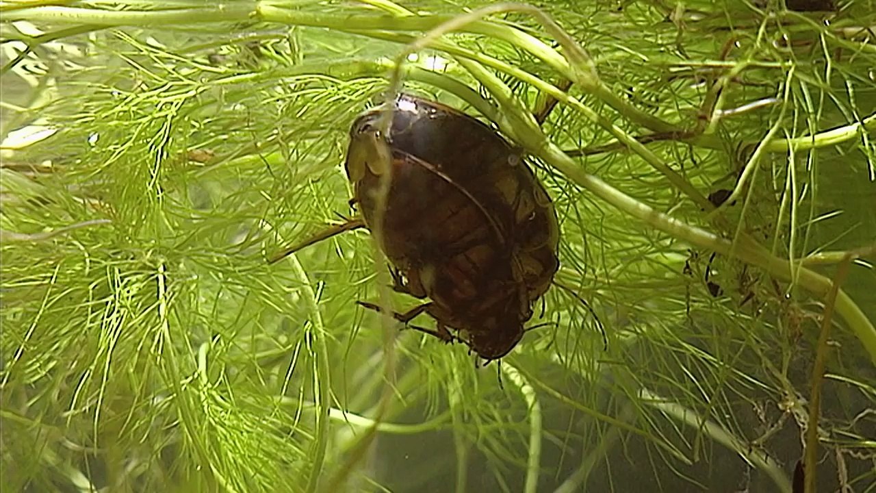 Conflits dans la Nature - Conflits autour d'une Mare