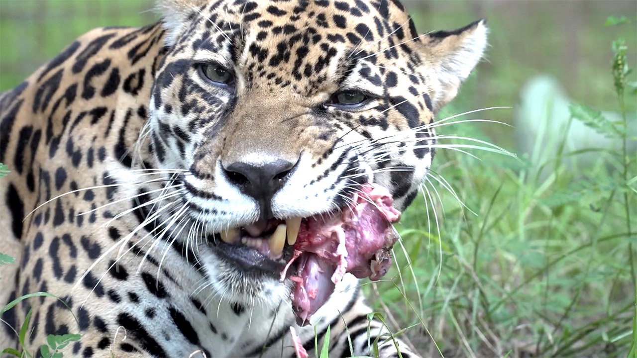 Jaguar Bone Crunching