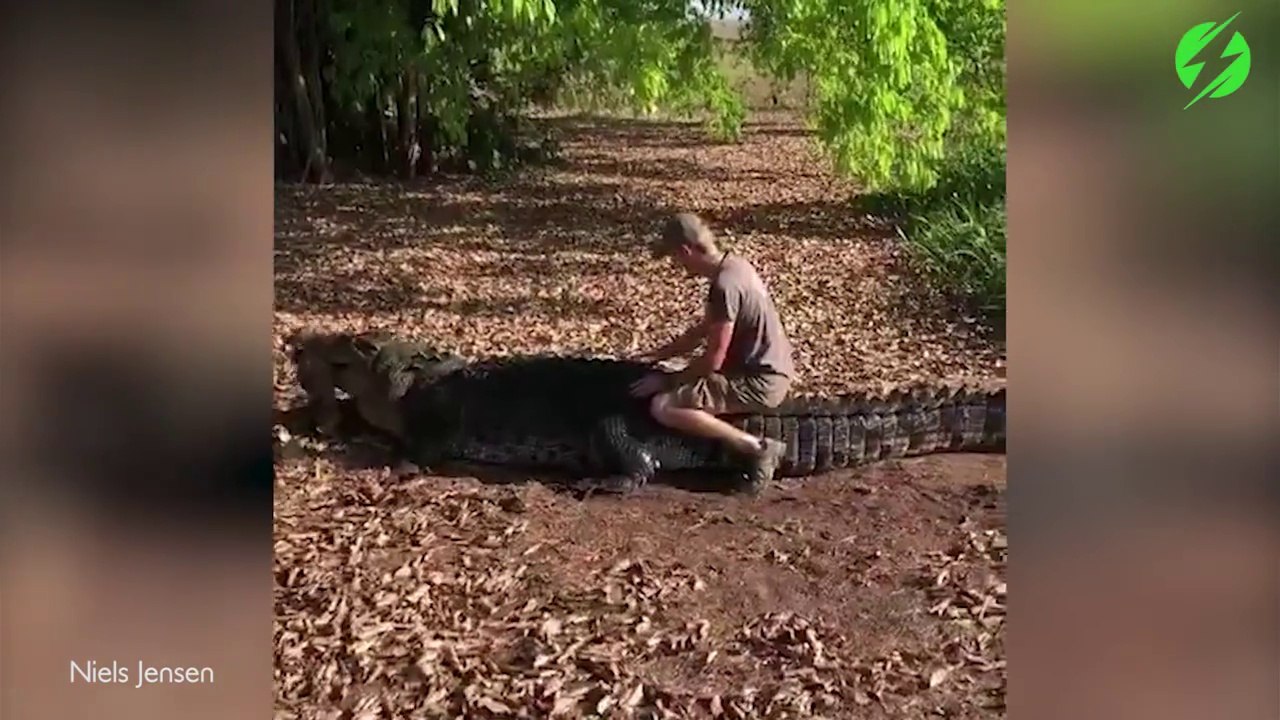 Il s'amuse avec un crocodile sauvage énorme... Même pas peur