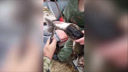 Un brochet bien trop gourmand va le regretter