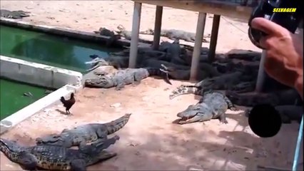 Une poule pense pouvoir narguer des crocodiles sans en payer le prix