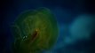 Le sous-marin Nautilus découvre un Cénophore - animal très rare
