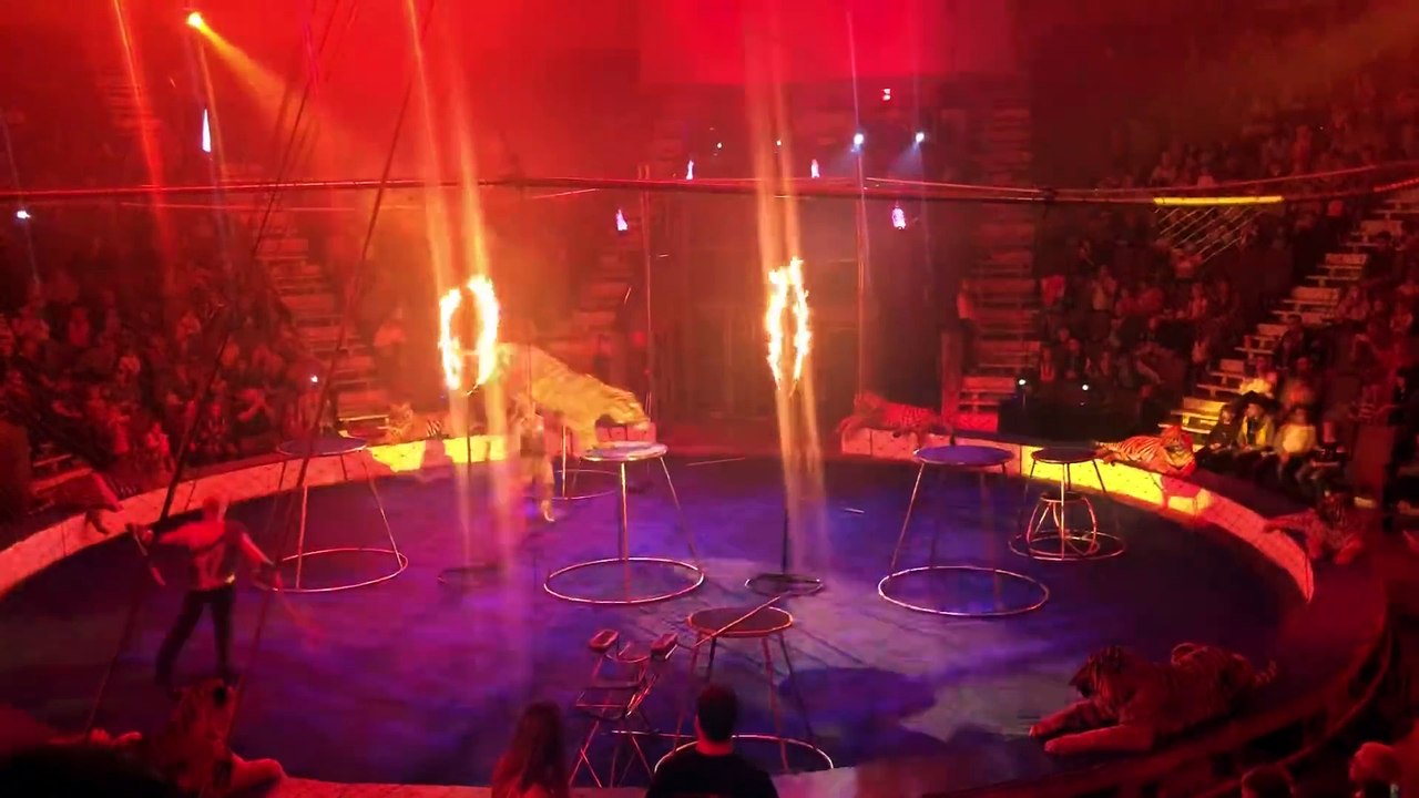 Un tigre perd connaissance dans un cirque