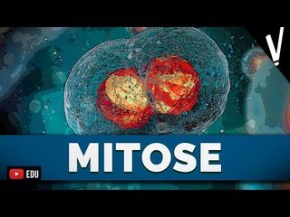 INTÉRFASE E MITOSE | Biologia