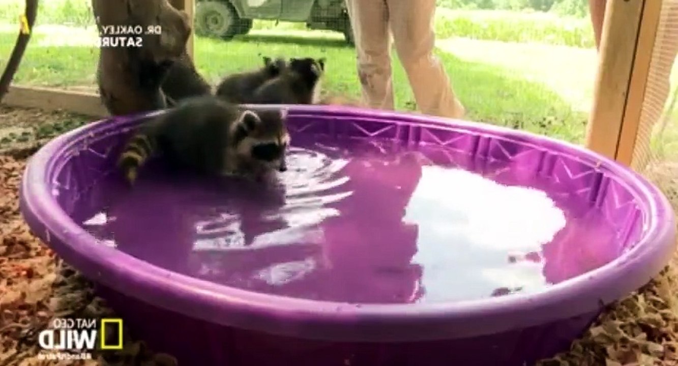Bandit Patrol S02 - Ep04 A Stinky Situation HD Watch