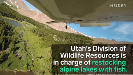 They're dropping thousands of live fish by plane!