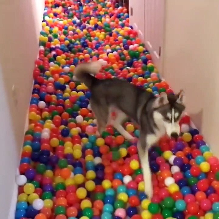 Dog In 5,400 Balls