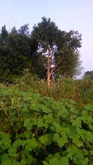 After watching the celebrations of Garesha - please look into nature and relax!