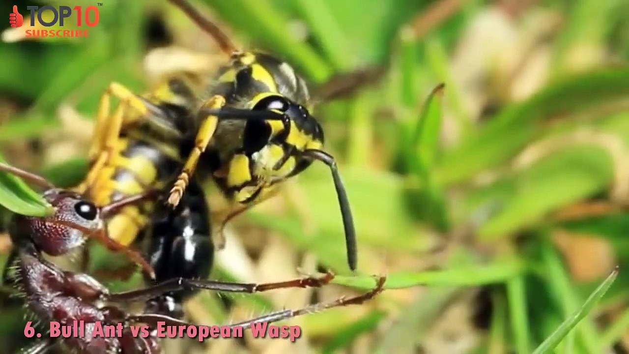 THE TOP 10 -- TOP 10 ANTS ATTACK -- Ants kill Snake, Ants vs Centipede, Wasp, Scorpion...
