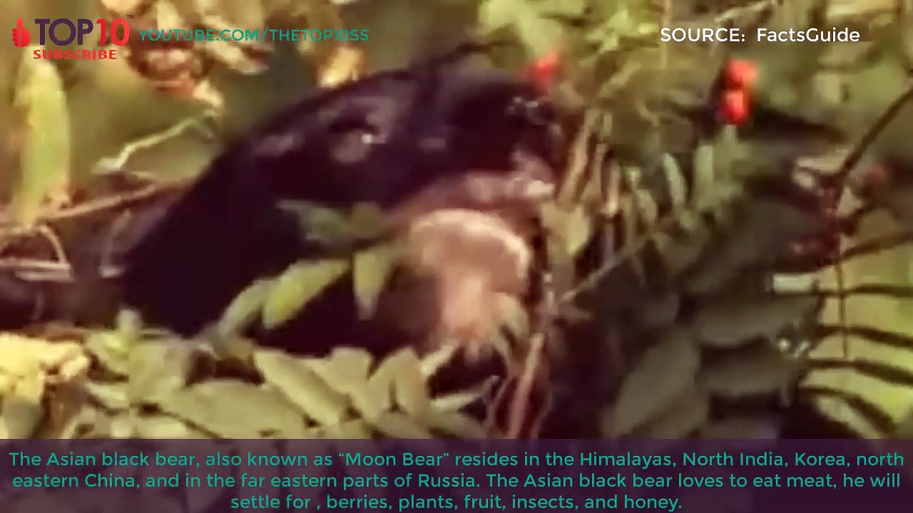 THE TOP 10 -- TOP 10 BIGGEST BEARS IN THE WORLD -- Polar Bear, Kodiak Bear, Brown Bear, Grizzly,...