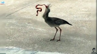 The old rubber snake trick, I love trolling birds