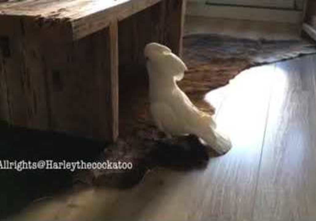 Headbanger Harley Starts 'Table Dancing'