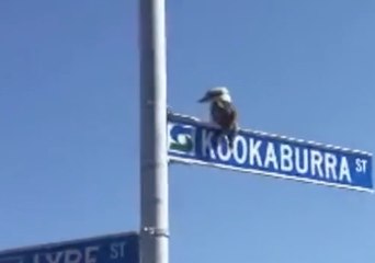 Kookaburra Knows Its Place, Hangs Out on Kookaburra Street
