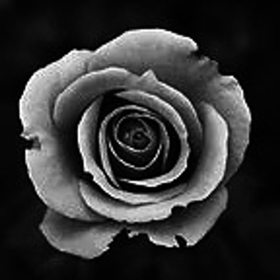 gray rose