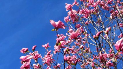 #근조화환3단 #근조3단화환 #결혼화환문구 #친구결혼화환문구 #생일꽃말 #꽃배달최저가 #전국꽃배달서비스저렴한곳 #개업화분추천 #개업축하문구 #축하화분배달 #개업축하화분배달 #꽃배달전국 #꽃배달전문점 #전국꽃배달전문점 #전국당일꽃배달 #당일배송꽃배달 #오픈화환 #개업화환문구 #개업축하화환 #결혼축하화환문구 #결혼식축하화환배달 #센스화환 #센스있는문구 #100일꽃다발 59꽃배달 ☎(1833-5900) 바로가기 http://18335900.com