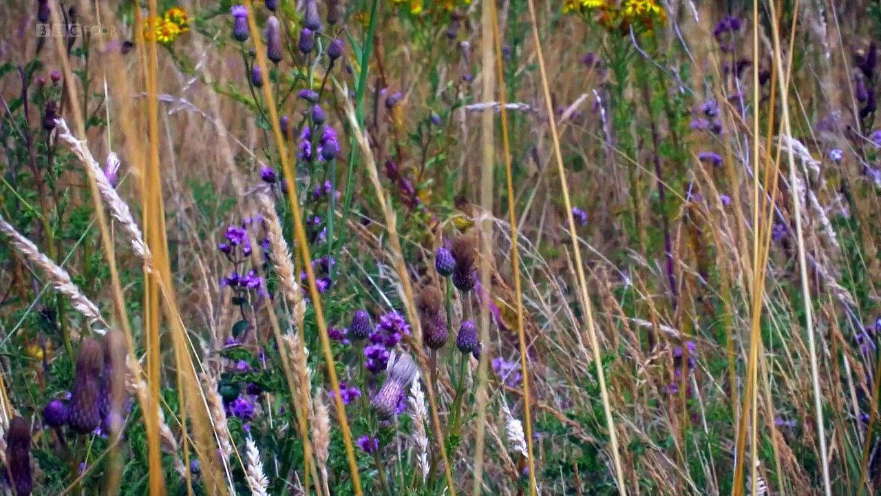 [Documentary] South Downs Englands Mountains Green
