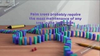 Best Palm tree trimming Service in Sydney | The Tree Doctor
