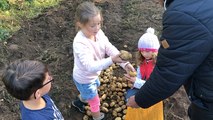 Vingt écoliers récoltent les premières patates de l’île Tristan