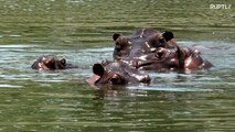 Os hipopótamos de Pablo Escobar mantém o mito vivo