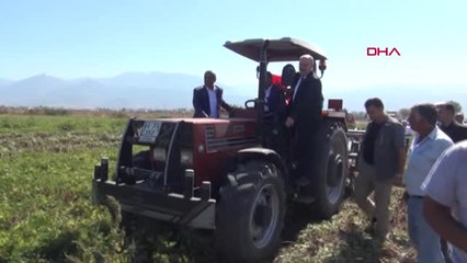 Osmaniye'de Birinci Ürün Yerfıstığı Hasadına Başlandı