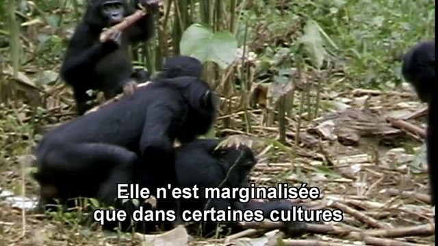 Animaux Trop Humains - Homosexualité Animale