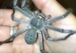 Fearless Australian Woman Loves Her Pet Huntsman Spider Smuk