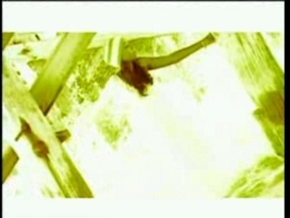 Poésie(Sonia Dersion)