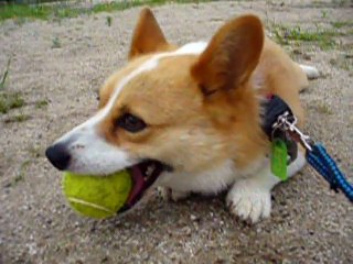 帰りたくないコーギー