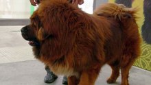 「史上最貴狗」 西藏獒犬以200萬美元售出