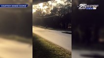 Kangaroo on the loose in Jupiter Farms