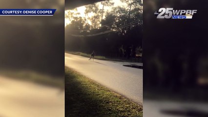 Kangaroo on the loose in Jupiter Farms