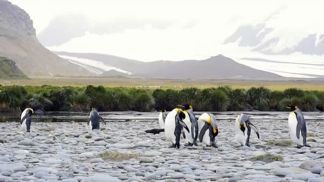 Por que pinguins vivem na Antártida e ursos polares, no Ártico?