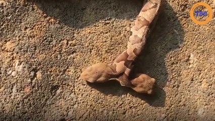 Un rare serpent à deux têtes découvert en Virginie !