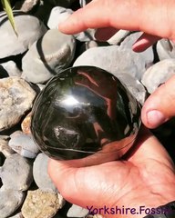 Des fossiles d'ammonites à l'intérieur d'une pierre « Golden cannonball »