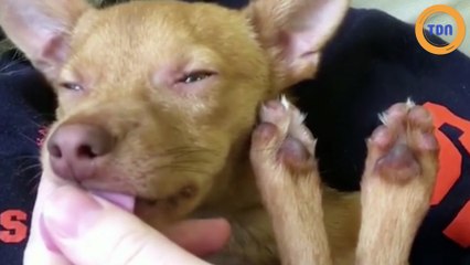 Un adorable chiot s'endort en léchant les doigts de son maître !