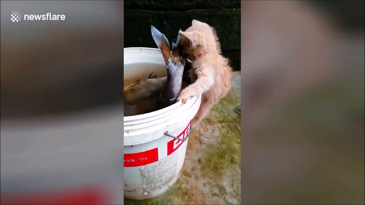 On peut dire que ce chaton a les yeux plus gros que le ventre