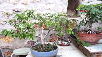 Balıkesir Zeytin Fidanlarının Bonsai Yolculuğu