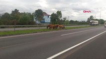 Samsun Yol Ortasında Otlayan Büyükbaş Hayvanlar, Sürücüleri Korkuttu