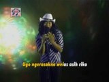 Adi Bolo - Kembange Roso [Official Music Video]