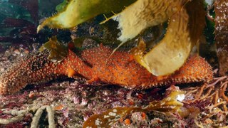 [Documentary] Ocean Parks Series 1 3of5 Monterey Bay Marine Sanctuary