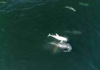 Rare Albino Risso's Dolphin Seen in Monterey Bay, California