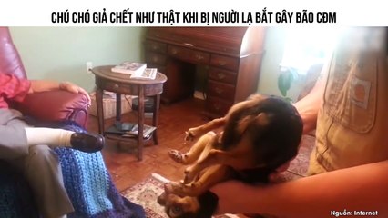 CHÚ CHÓ GIẢ CHẾT NHƯ THẬT KHI BỊ NGƯỜI LẠ BẮT GÂY BÃO CĐM