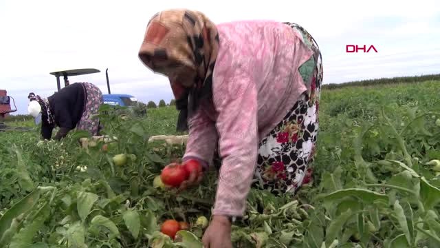 Çanakkale'de Domates Üreticisinin Yüzü Güldü - Hd